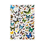miniatura plakat Motyle