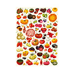 plakat Pomidory miniatura