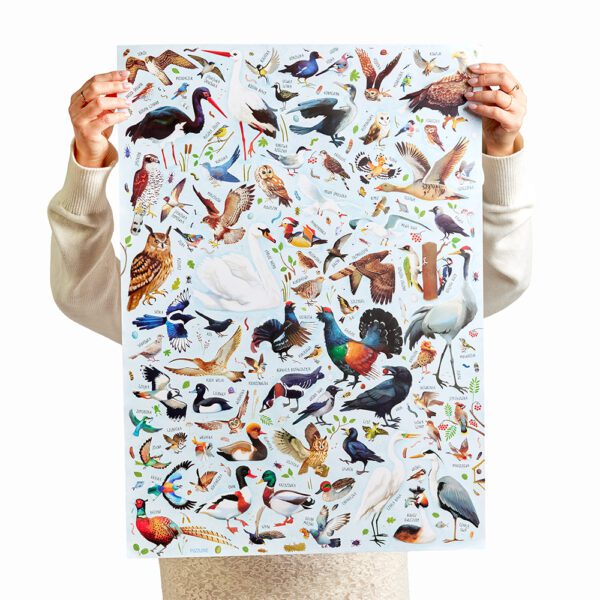 plakat z ptakami polskimi format B2